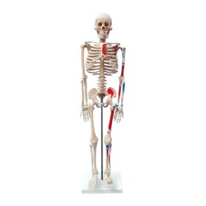 İnsan İskeleti Modeli Numaralandırılmış ve Kas Bölgeleri İşaretlenmiş 85 cm