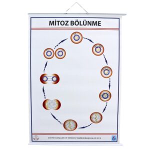 MİTOZ LEVHASI (70X100 CM)